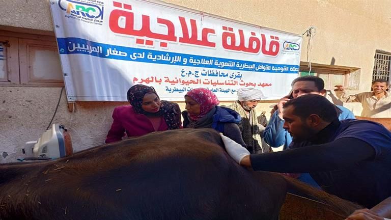 الزراعة: معهد التناسليات الحيوانية ينظم قافلة بيطرية مجانية بالفيوم
