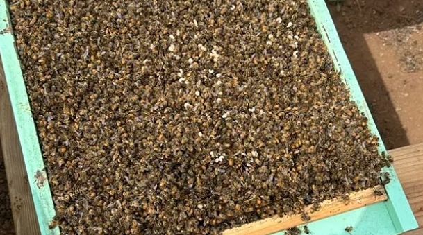 تكنولوجيا: العلماء يحلون لغز موت 3 ملايين نحلة خلال 24 ساعة فى كاليفورنيا