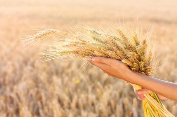 10 فوائد لـ تناول الردة.. تحدث تغييرات مذهلة في الجسم لن تستغني عنها بعد اليوم