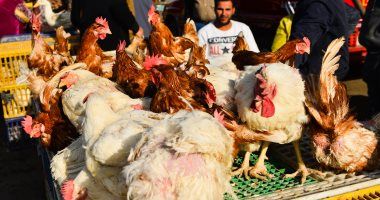 شعبة الدواجن تكشف تطورات الأسعار فى الأسواق والكيلو للمستهلك بـ77 جنيها