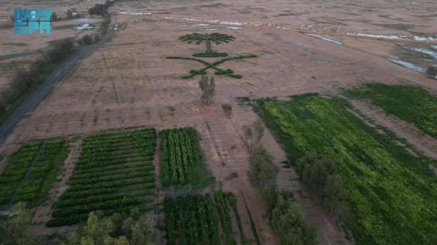 رفحاء.. مواطن يصنع لوحة فنية لشعار المملكة من النباتات البرية