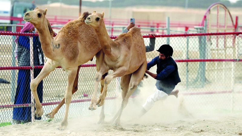 الامارات | مهرجان الظفرة الختامي.. 1441 جائزة للمسابقات التراثية