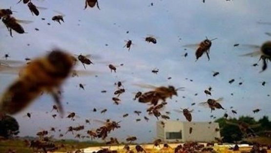 طريق النحل بين الحب والفناء