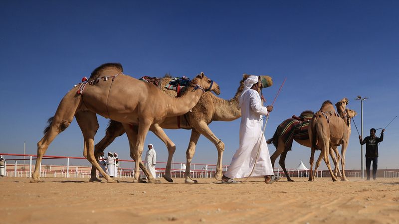 الامارات | «الظفرة».. وجهة أولى لمزاينات الإبل ومنصة عالمية للتراث