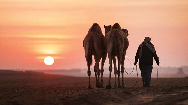 «المحالب محليات» تستقطب أشهر الإبل في مهرجان الظفرة