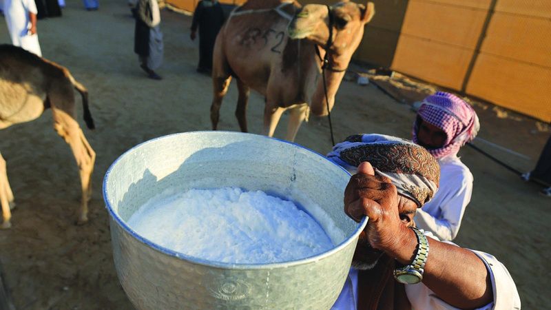 الامارات | في شارع المليون.. 170 ناقة تتنافس بمسابقة المحالب