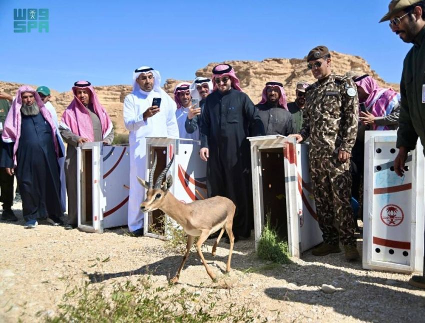 السعودية | “الحياة الفطرية” يطلق 34 كائناً فطرياً في محمية الوعول