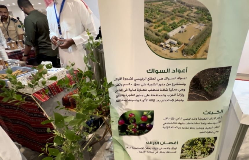 فيديو.. مختص لـ ”اليوم“ شجرة المسواك مشروع آمن واستثمار عالي الربح