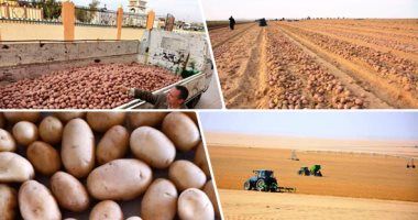 أخبار مصر.. الزراعة تعلن فتح الأسواق البرازيلية أمام البطاطس المصرية