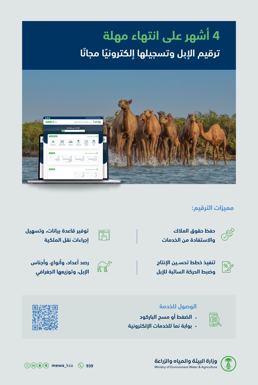 4 أشهر على انتهاء مهلة ترقيم الإبل وتسجيلها مجانًا عبر "نما"
