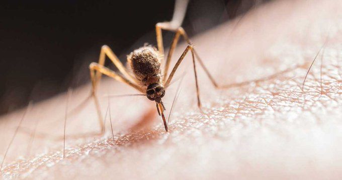 بسبب حمى الضنك.. إعلان حالة طوارئ صحية في مدينة برازيلية