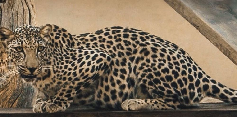 تنظيم مسيرة "Catwalk" لتعزيز الوعي بالمحافظة على القطط البرية من الانقراض