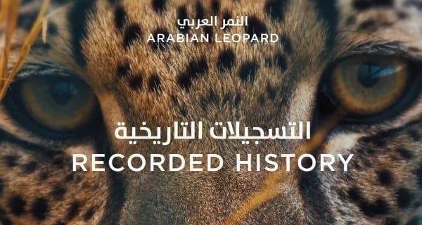 "الحياة الفطرية": النمر العربي يشكل رمزاً ثقافياً وبيئياً وجمالياً بذاكرة شبه الجزيرة العربية