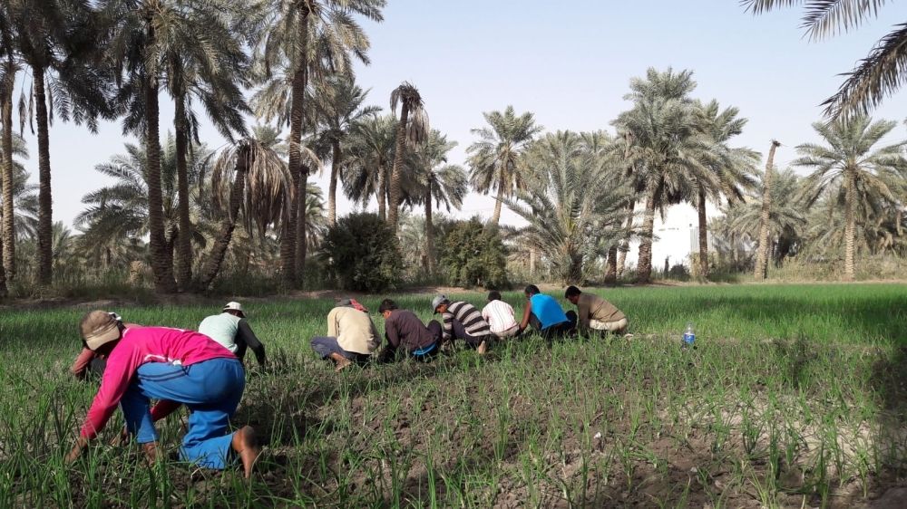 أسعار شتلات البصل ترتفع وتوسع في زراعته