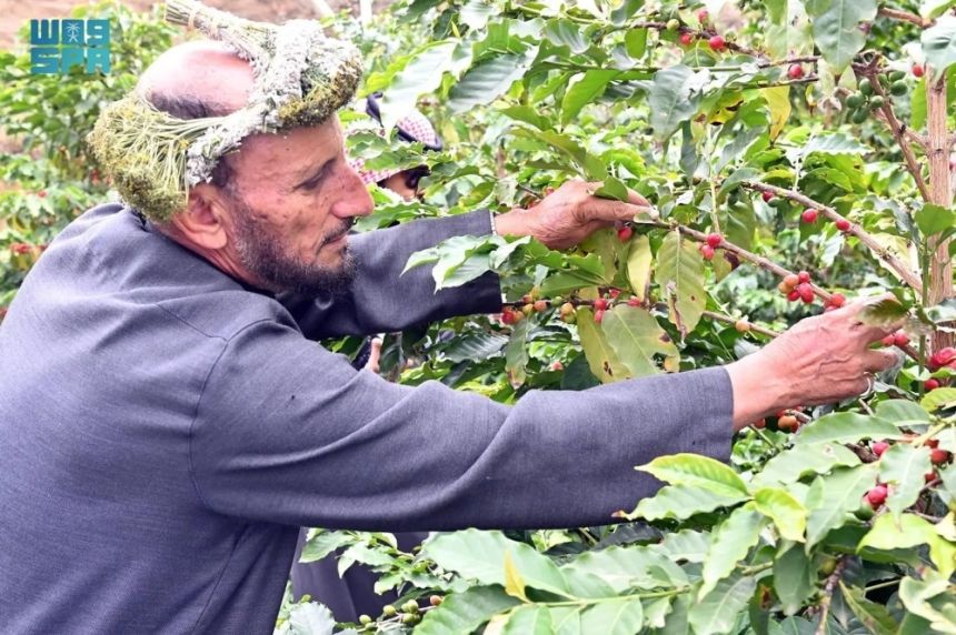 موسم جني المحصول.. بن جازان يتخطى 1000 طن سنويًا