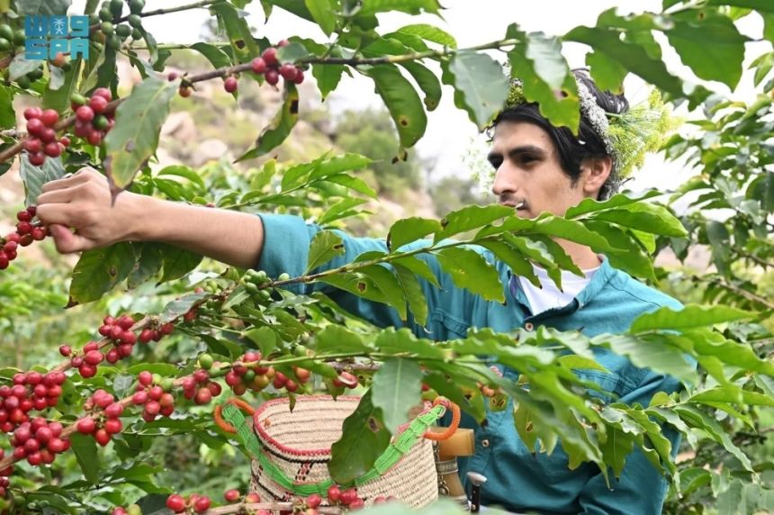 موسم جني المحصول.. بن جازان يتخطى 1000 طن سنويًا