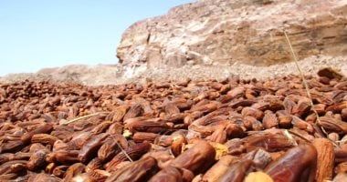 رحلة التمور من أراضى الجنوب.. بلح أسوان يغزو الأسواق مع حلول شهر رمضان