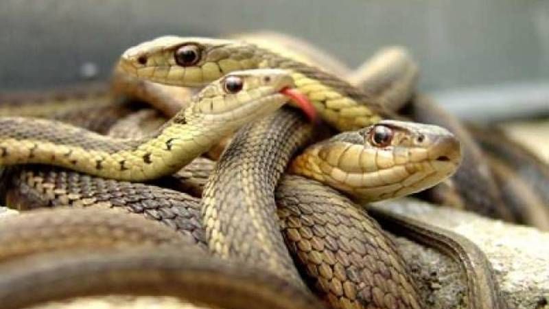 الامارات | توقيف رجل في مطار أثناء محاولته تهريب حيوانات