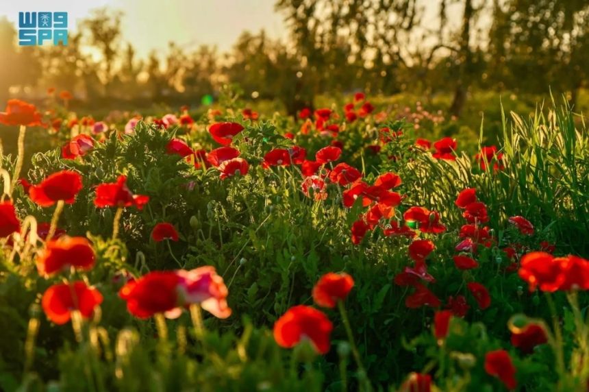 رفحاء.. متطوع يحول الأعشاب الربيعية إلى مزار للأهالي