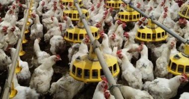 انخفاض محدود فى أسعار الدواجن بالأسواق اليوم السبت