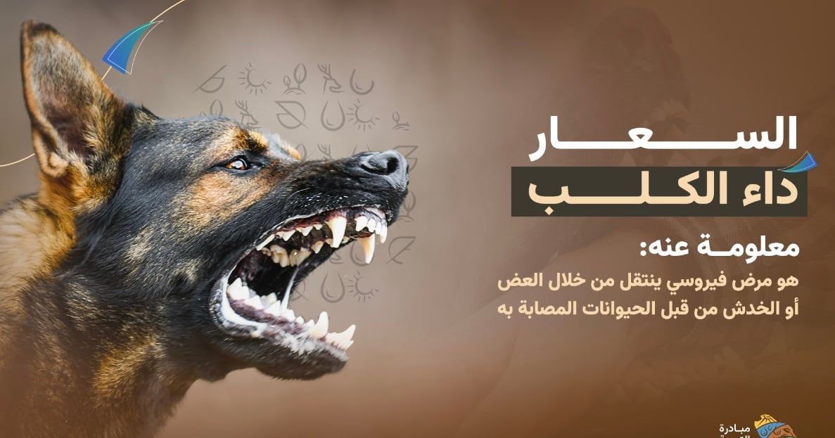 "البيئة": الذئاب وقردة البابون والخفافيش والضربان يمكن إصابتها بـ"السعار".. لا تقتربوا منها
