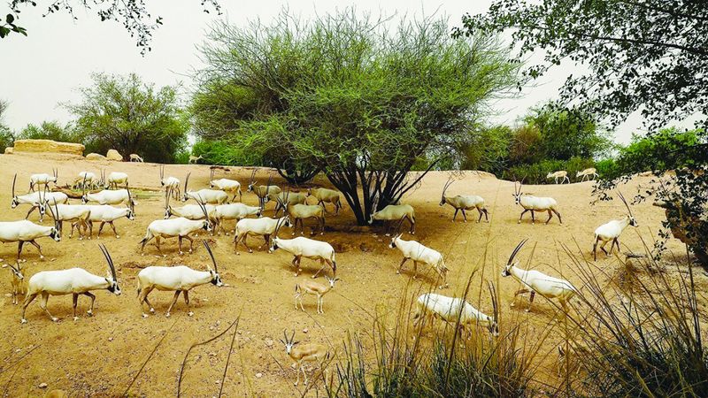 الامارات | حديقة الحيوانات في العين.. اكتفاء نباتي أيضاً