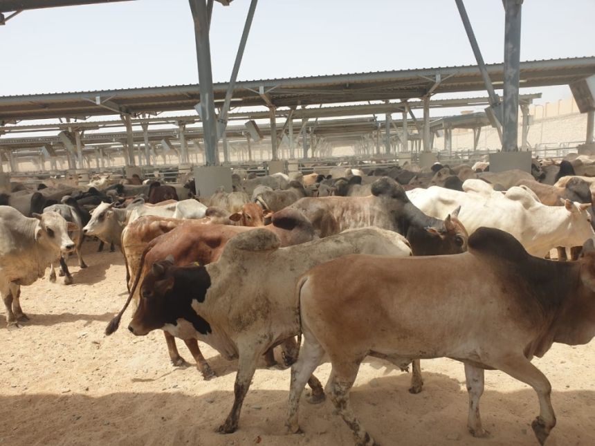 من 14 دولة.. استيراد 1.8 مليون رأس ماشية لتلبية طلبات رمضان والحج
