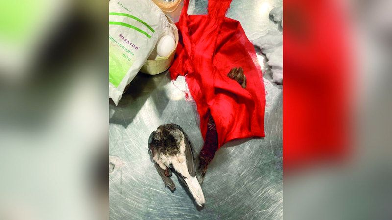 الامارات | جمارك دبي تضبط أفعى حية ويد قرد وتعاويذ في حقيبة مسافر