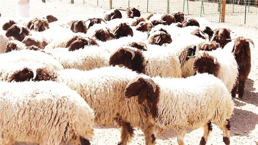من 14 دولة.. استيراد 1.8 مليون رأس ماشية لتلبية طلبات رمضان والحج