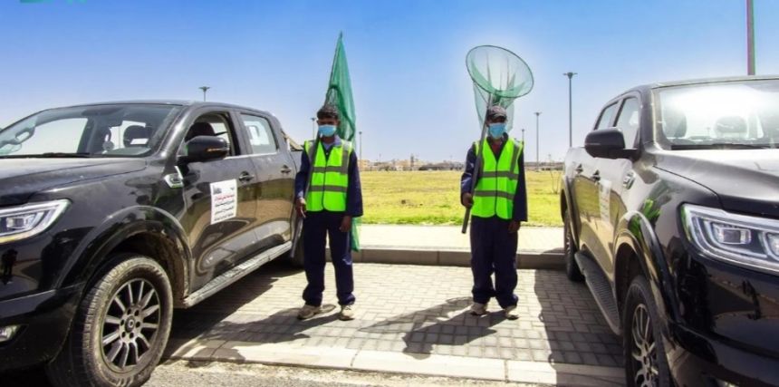 أمانة تبوك تكثف جهودها لمعالجة تجمعات الدواب الضالة
