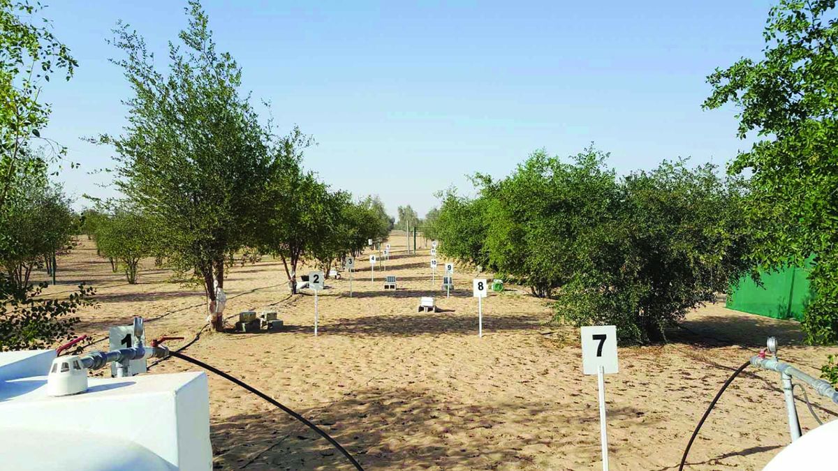 الامارات | 3برامج متكاملة لتعزيز استدامة المياه الجوفية في أبوظبي