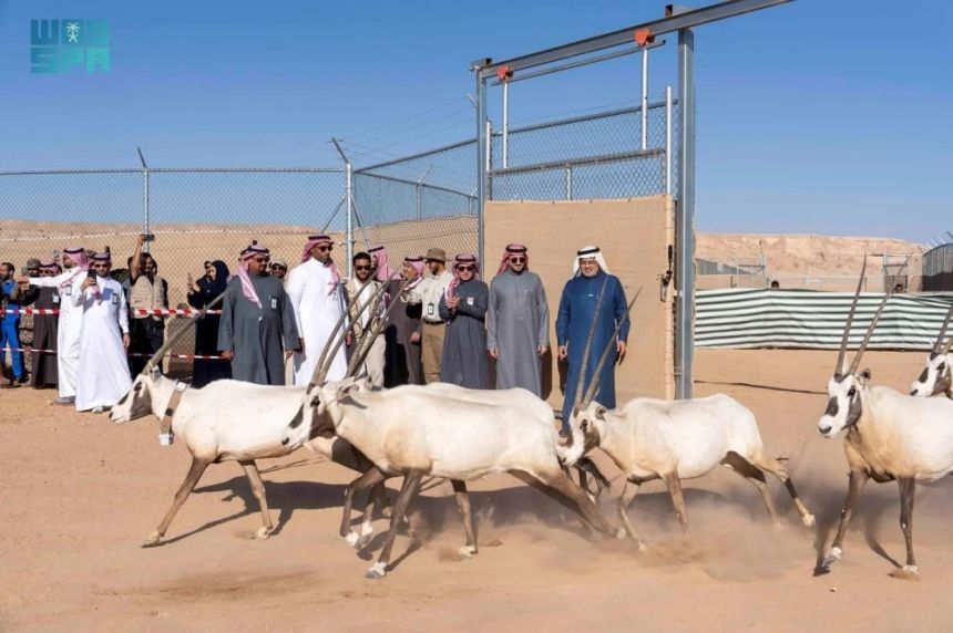 "الحياة الفطرية" تنفذ 3 مبادرات رئيسة في "السعودية الخضراء"