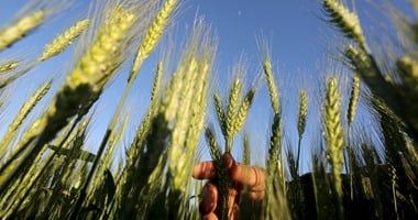 تعرف على مواعيد رى القمح الآمنة حتى يوم الجمعة