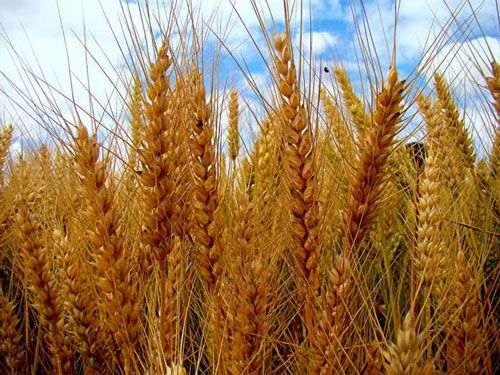 ولاية النيل الأبيض تُدشِّـن حصاد القمح في مساحة ٤٥ ألف فدان