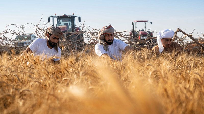 الامارات | دقيق "سبع سنابل" يسجل أعلى نسبة بروتين عالمياً بـ 19%
