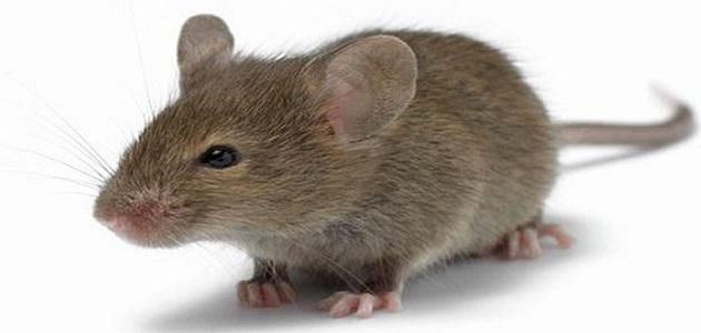 الامارات | عضّة فأر تهدّد حياة رجل كندي وتدخله العناية المشدَّدة