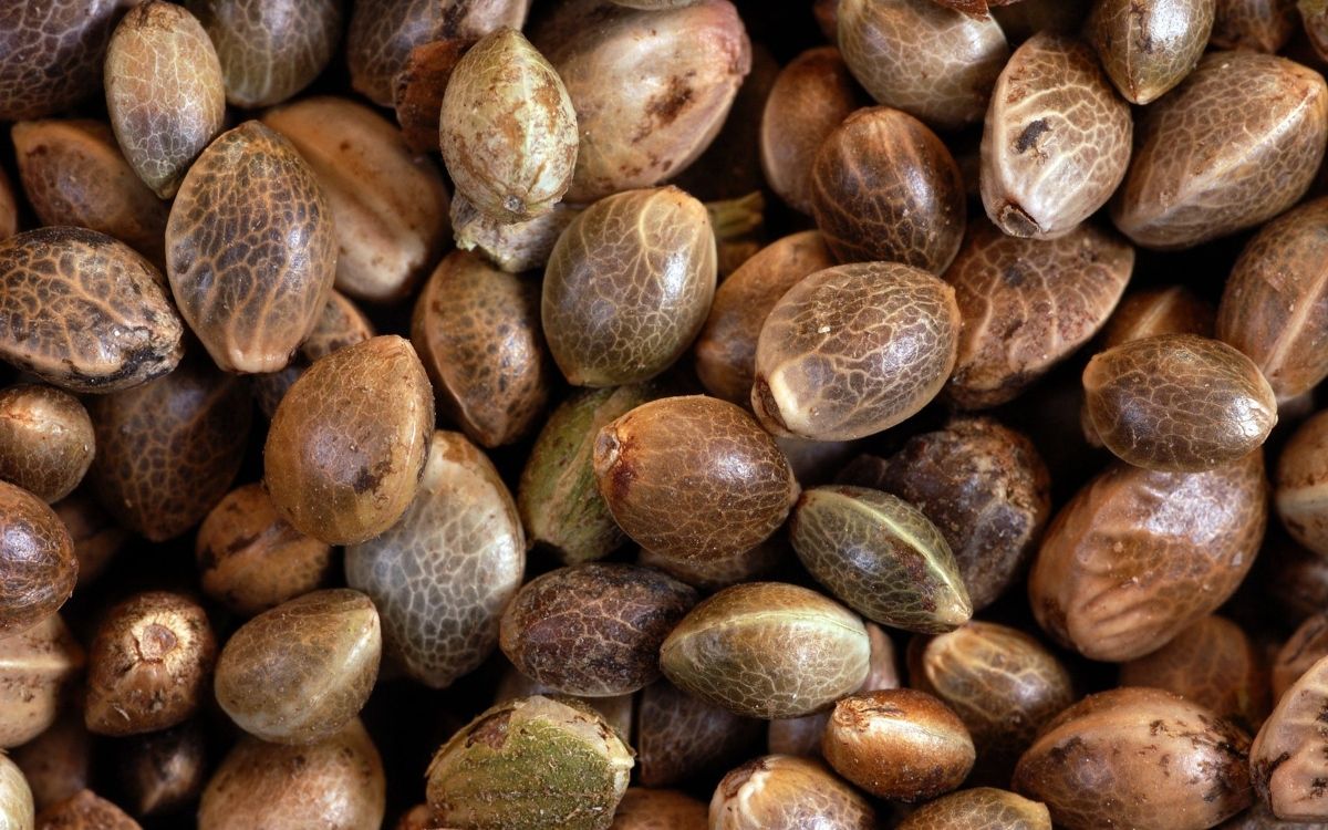 يمكن أن تساعدك بذور القنب على إنقاص الوزن.. إنها جيدة جدا فقط اقرأ