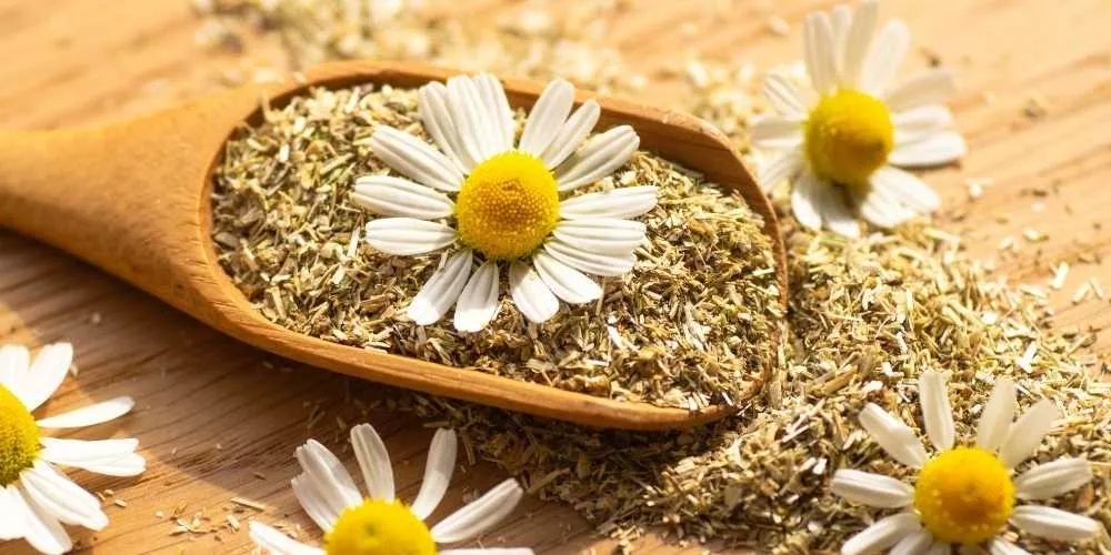 فتاة سعودية تكشف الفوائد التى تعود على الجسم من تناول مشروب البابونج باستمرار؟