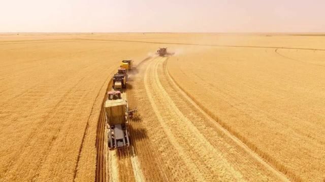 انطلاق عمليات حصاد القمح بحواشات مشروع البرقيق الزراعي