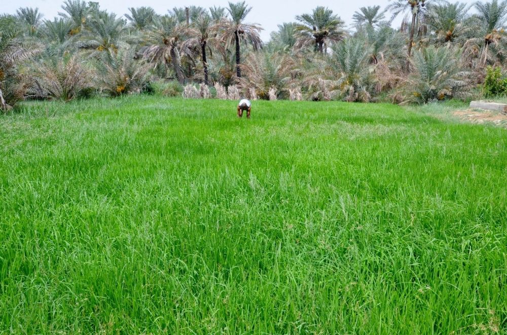 "الإحصاء" تطلق المسح الزراعي الشامل لجميع مناطق ومحافظات المملكة