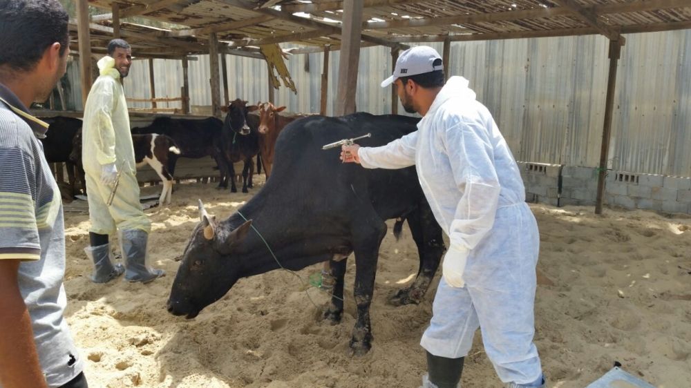 "وقاء".. بدء حملة تحصين المواشي ضد مرض الحمى القلاعية بالمملكة