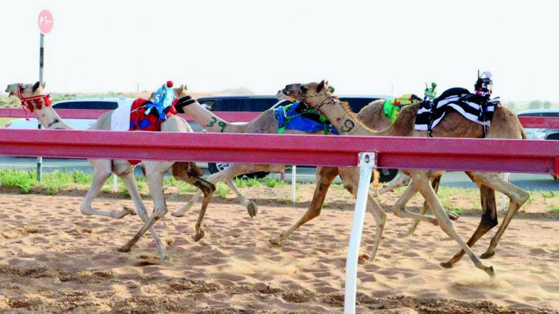 الامارات | 22 شوطاً لسن الفطامين في ميدان الذيد لسباقات الهجن