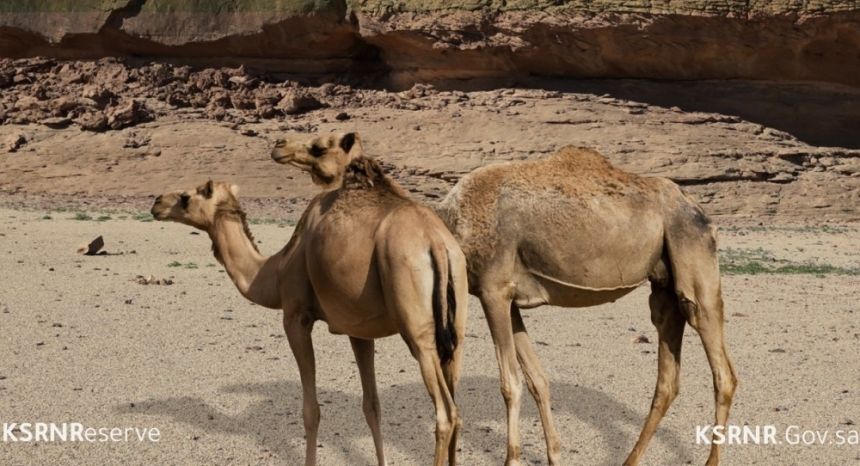 ضبط مخالفًا لنظام البيئة بمحمية الملك سلمان  الملكية