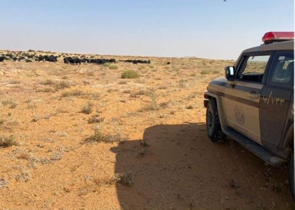 ضبط شخص ارتكب مخالفة رعي بمحمية الملك سلمان.. احذر العقوبة