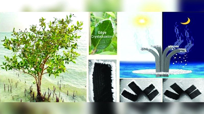الامارات | جهاز مبتكر لإنتاج الماء العذب من البحر..  يحاكي النباتات ولا يحتاج وقوداً