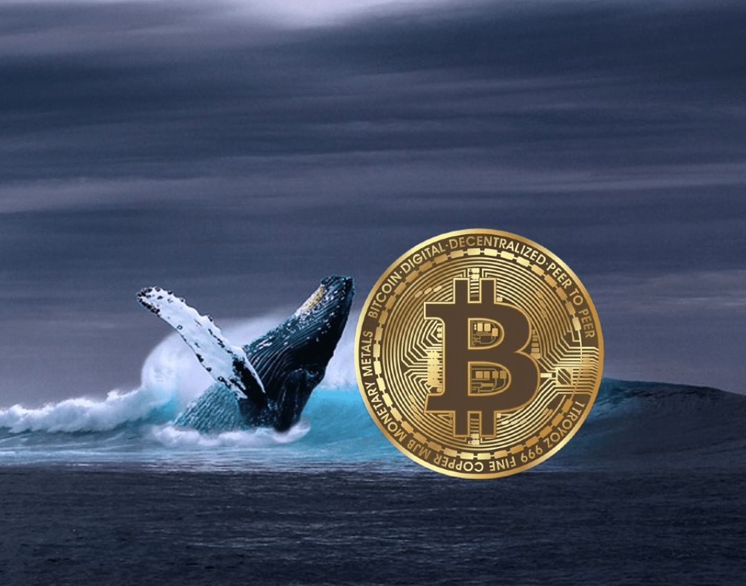 في ظل التراجع الأخير في الأسعار: الحيتان تجمع ما قيمته 941 مليون دولار من البيتكوين