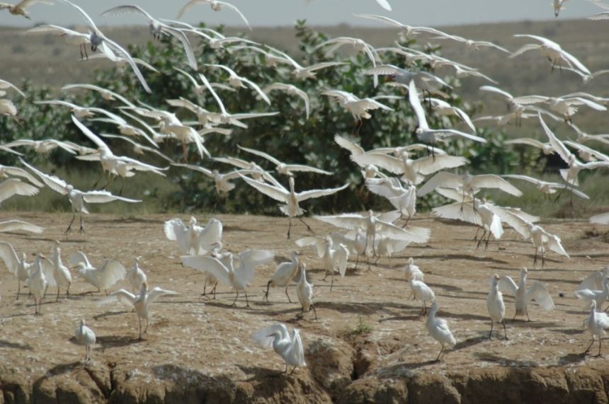 أكثر من نصف مليار طائر سنويًا.. المملكة وجهة عبور رئيسية لهجرة الطيور