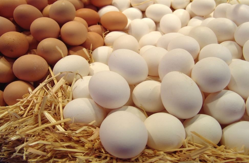 أسعار الدواجن اليوم السبت 11 مايو