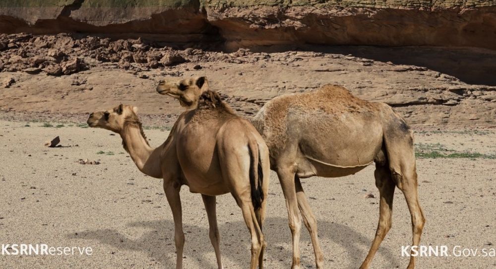 خطط مُبتكرة لتنمية الغطاء النباتي بمحمية الملك سلمان بن عبدالعزيز الملكية