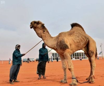 القبض على مصريين لنشرهما إعلانات حملات حج وهمية